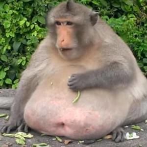 Meet your Posher, Cyrus